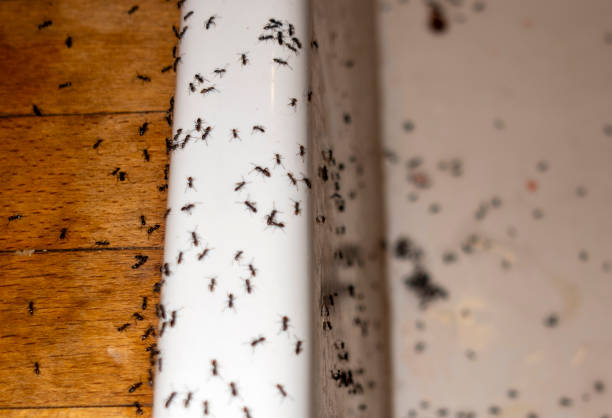 Best Residential Pest Control  in Iva, SC
