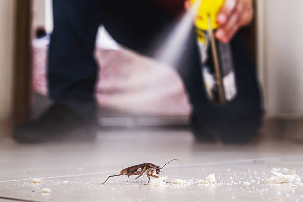 Best Pest Removal Services  in Iva, SC